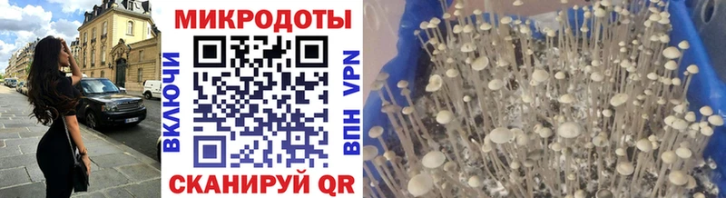 Псилоцибиновые грибы мицелий  blacksprut онион  Вязники  купить  цена 